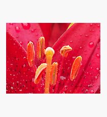 Lily Photographic Print