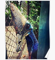 Animal Poster