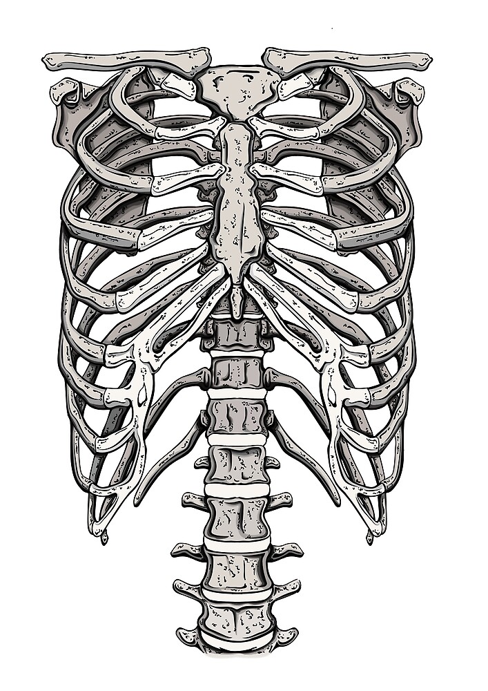 Digital illustration of a ribcage. by Ramblas Design.