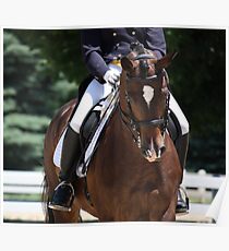 Dressage Poster