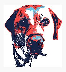 Patriotic Labrador Photographic Print