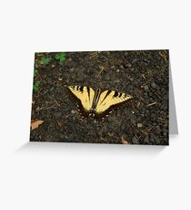 Tiger Swallowtail 2 Greeting Card