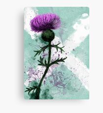 Scottish Thistle. Metal Print