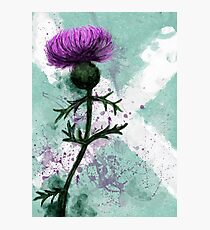 Scottish Thistle. Photographic Print
