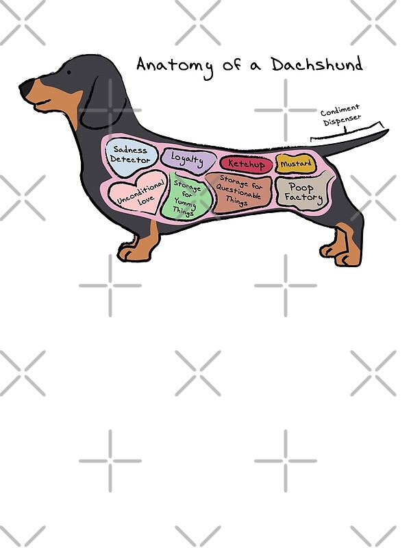 "Anatomy of a Dachshund" by MommySketchpad | Redbubble