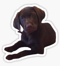 Marty the chocolate lab Sticker