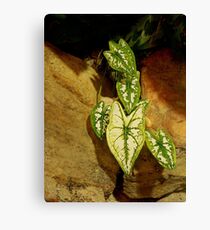 Coleus on the Rocks Leinwanddruck