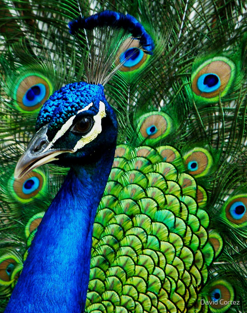 "Colorful Peacock" by David Cortez | Redbubble