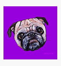 Butch the Pug - Purple Photographic Print