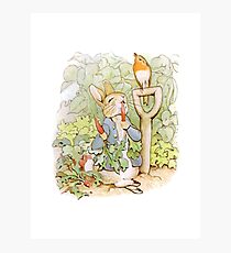 Peter Rabbit Steals Carrots Photographic Print