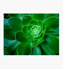 green Photographic Print