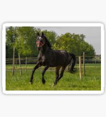 Connemara pony Sticker