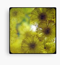 Golden Wattle Canvas Print
