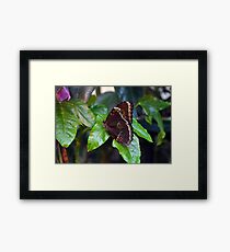 Brown butterfly on green leaves Framed Print