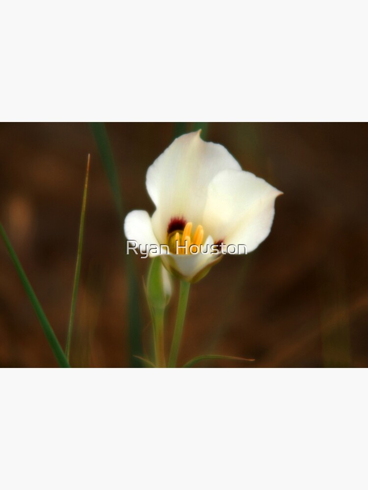 "Sego Lily - Utah State Flower" Canvas Print by ...