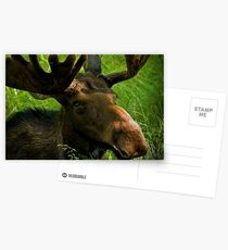 Marty Moose Postcards