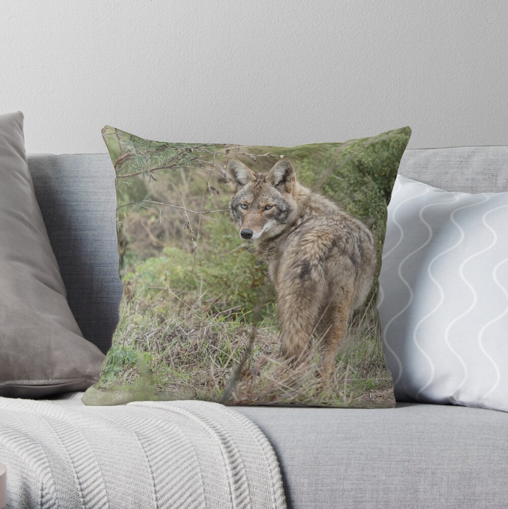 Wandering coyote Throw Pillow