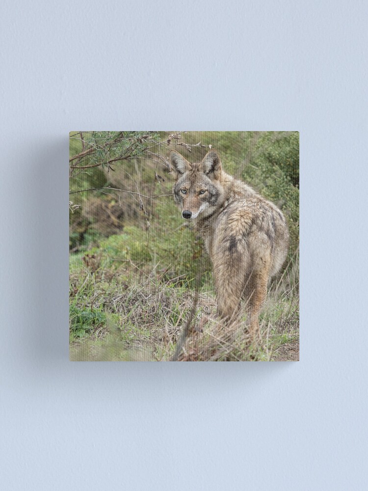 Alternate view of Wandering coyote Canvas Print