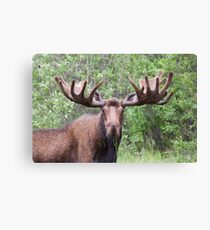 Bull moose with velvety antlers Canvas Print