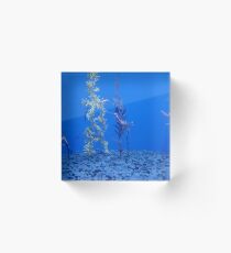 Sea dragons Acrylic Block
