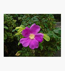 wild rose Photographic Print