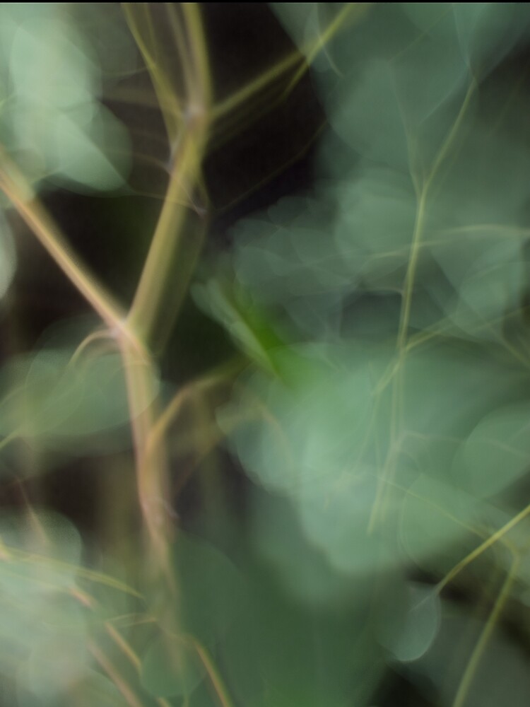 Fleur Blur-Abstract Eucalyptus Leaves on Black Background by AhUmDesign