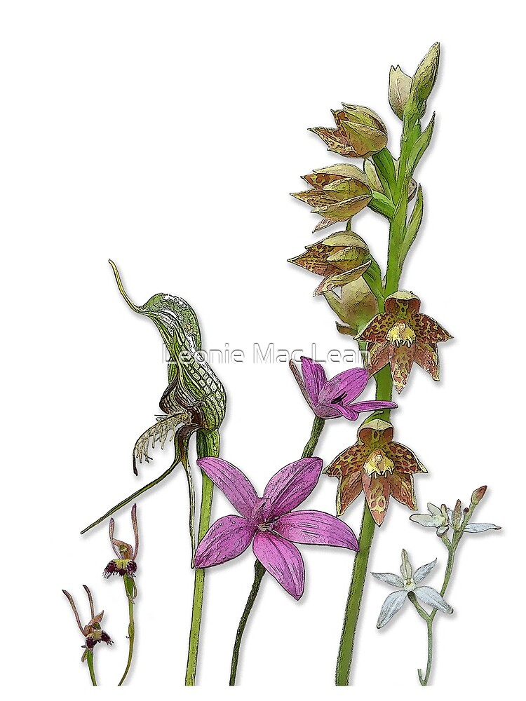 Orchids of Australia 3 native orchids of Western Australia by yallmia