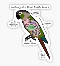 Green Cheek Conure Stickers | Redbubble