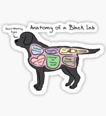 Anatomy of a Black Lab Sticker