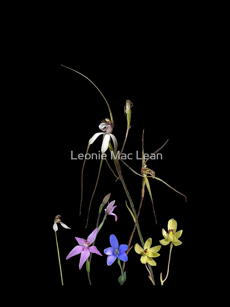 Orchids of Australia 7 Native orchids of Western Australia by yallmia