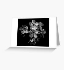 Oleander flowers in black and white Greeting Card