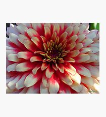A Pretty Flower Photographic Print