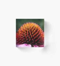 Echinacea Purpurea Acrylic Block