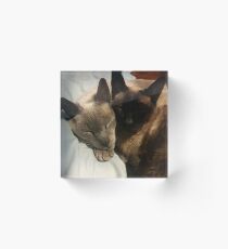 Sleeping Kitties Acrylic Block