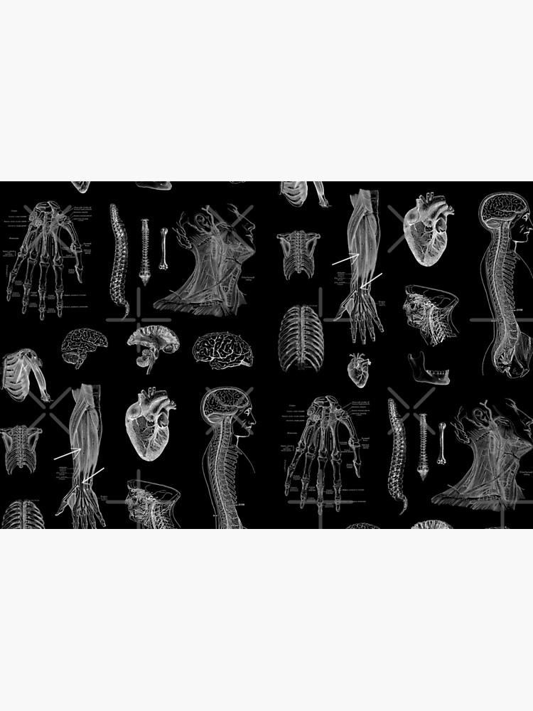Vintage Anatomy Print by StilleSkygger