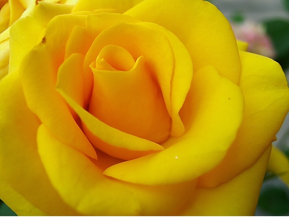 "My yellow rose" by Ana Belaj Redbubble