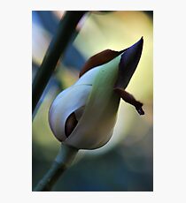 Bud Photographic Print