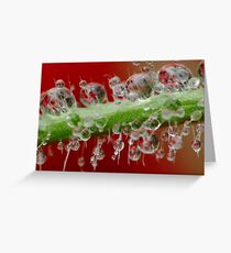 Misty Morning Rain Greeting Card