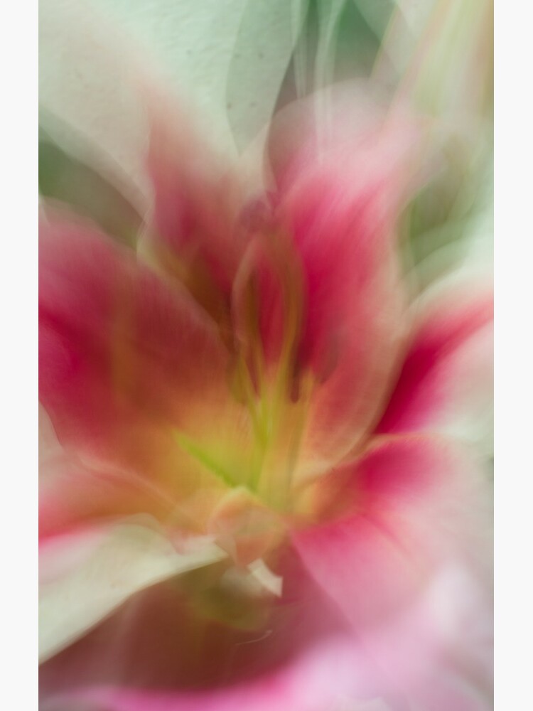 Fleur Blur-Abstract Pink, Yellow, White Lily by AhUmDesign