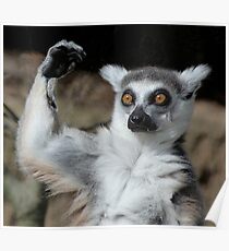 Is It Really That High - Ring-tailed Lemur Poster