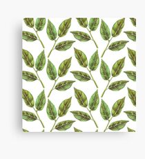 Bay leaf Canvas Print