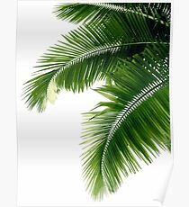 Tropical Palm Leaves Poster