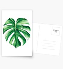 Monstera Postkarten
