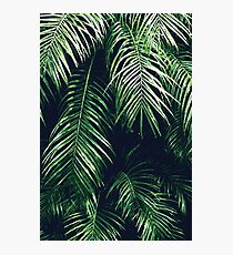 Tropical Palm Leaves Photographic Print