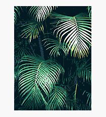 Tropical Palm Leaves Photographic Print