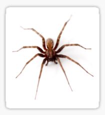 Real Brown House Spider Sticker