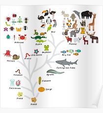 Evolution in biology, scheme evolution of animals isolated on white background. children's education, science. Evolution scale from unicellular organism to mammals. Poster