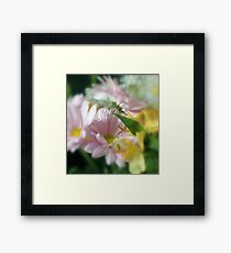 Softness Framed Print