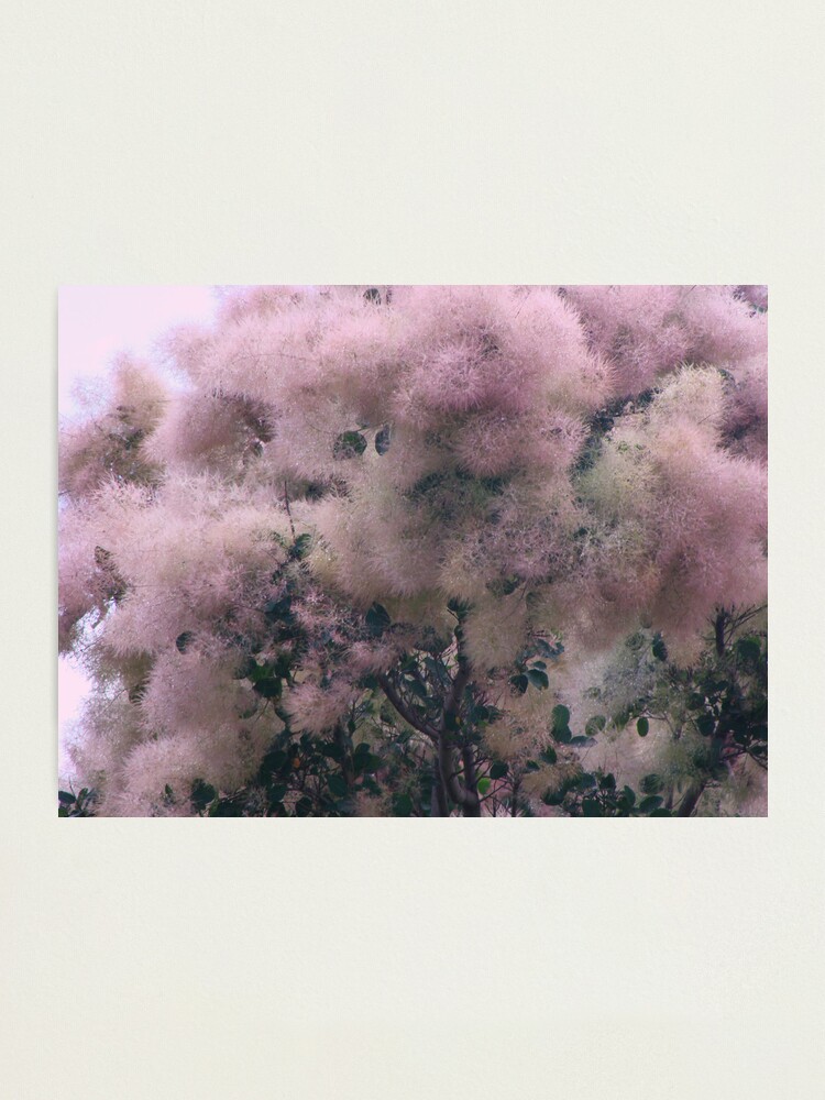Alternate view of Pink Velvet Photographic Print