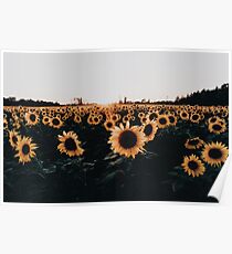 Sunflower Field 2015 Poster